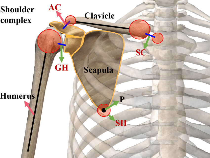 آناتومی مفصل شانه