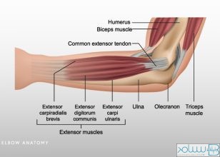 آناتومی آرنج