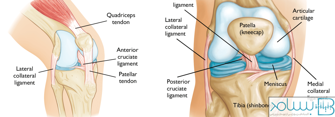 آناتومی مفصل زانو