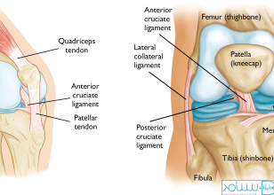 آناتومی مفصل زانو
