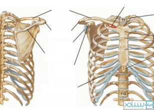 آناتومی قفسه سینه