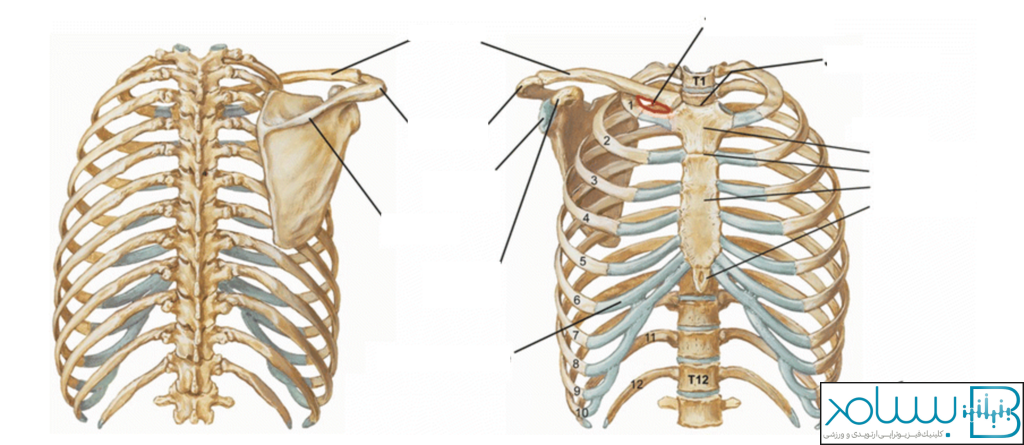 آناتومی قفسه سینه